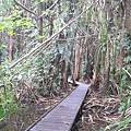 植物園中熱帶雨林步道