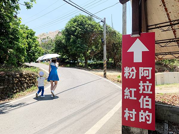 粉紅花旗木炸開【嘉義竹崎】即時今日花況 I 秘境小村莊 I 