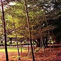 20111115-r001-021.jpg