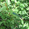 藍色的蜻蜓ㄟ~~~ ^_____^