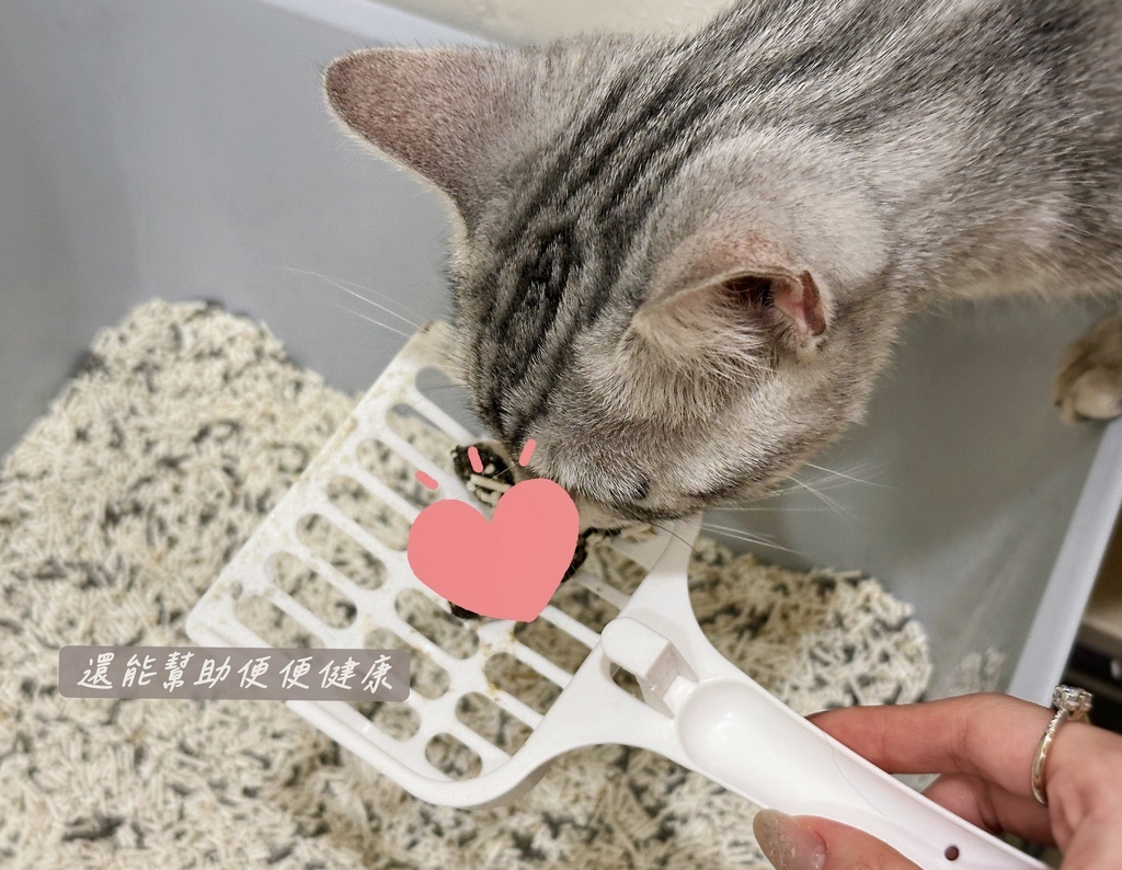 貓咪毛髮營養品分享｜Pawsitive和樂茸茸【管理毛事茸毛