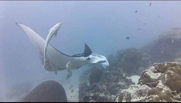 2024.01上帝的水族箱-帛琉 潛水海陸旅遊行程分享！