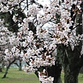 嵐山渡月橋