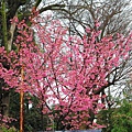 平野神社