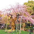 円山公園