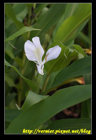 花草1