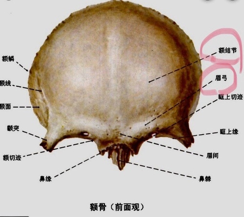 B17DEEB3-C0B8-4C80-9B03-A87832441C94.jpeg - 墊額頭