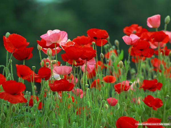 [wall001_com]_Poppy_flower_wallpaper_0EA52023.jpg