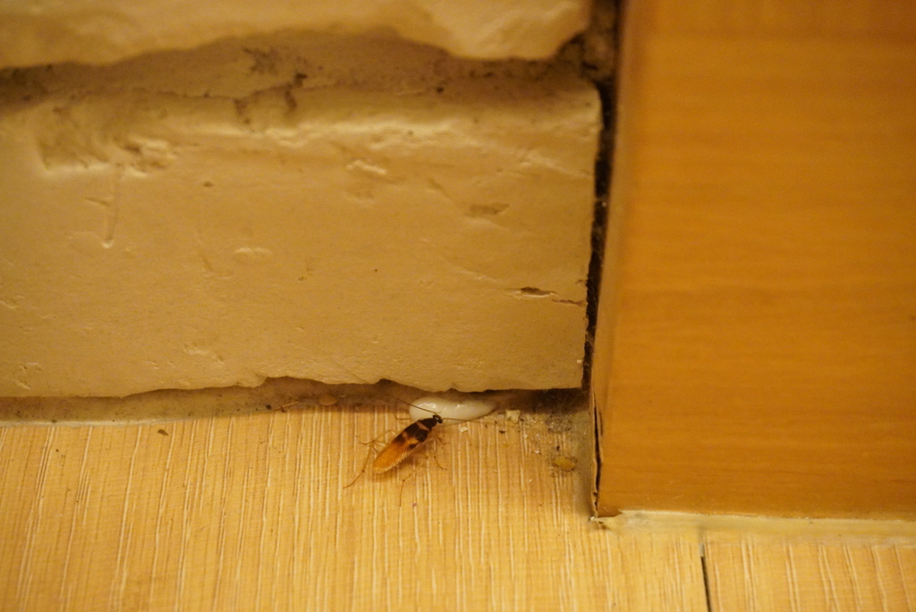DSC04820.JPG