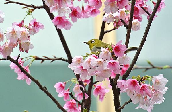 花叢。跳耀