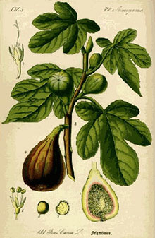fig-botanical.jpg