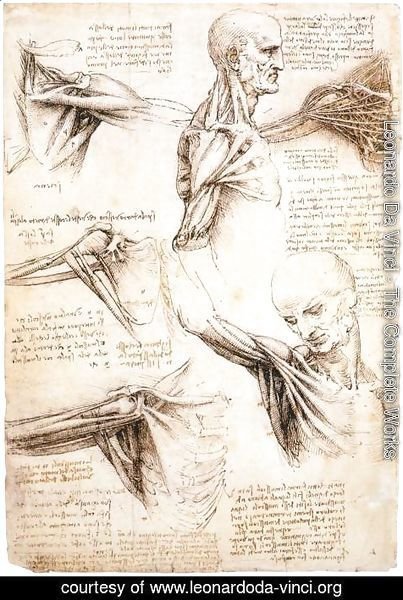 Anatomical-Studies-Of-The-Shoulder.jpg
