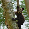 Little bear 3.JPG