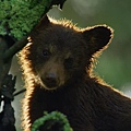 Little bear 1.JPG