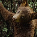 Little bear 2.JPG