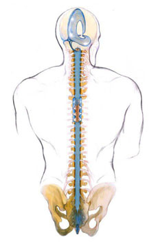 craniosacral-spine.jpg