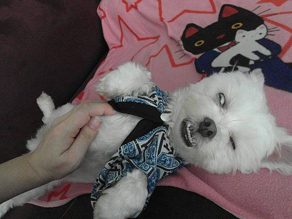 11201808_1066188050062382_8603109648175132652_n.jpg 11201808_1066188050062382_8603109648175132652_n.jpg