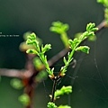 落雨松新芽