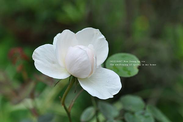 蔓性玫瑰白花