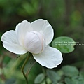 蔓性玫瑰白花