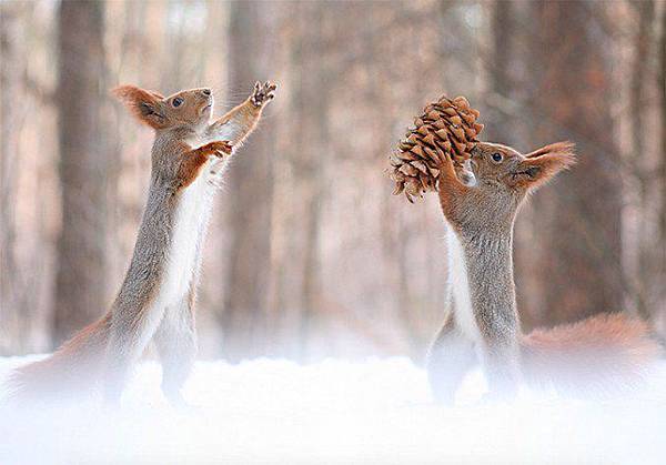 vadim-trunov-squirrels-8-677x472