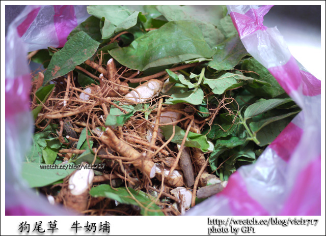 綺妙料理 九尾草 羊奶埔 熱湯 雞湯 涼飲 冷茶 皆可用 Vici 的綺麗世界有gumo 痞客邦