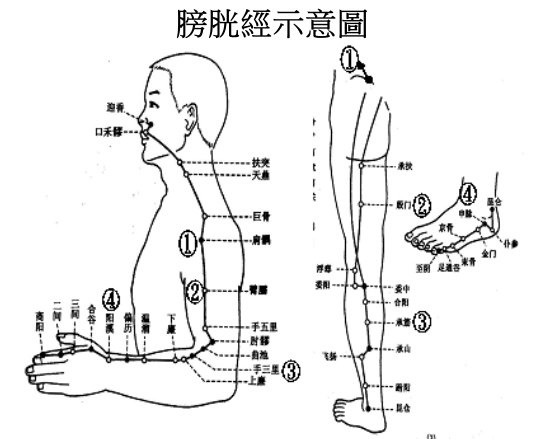 膀胱經示意圖.jpg