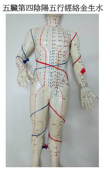6五臟 第四 陰陽五行經絡 金生水.jpg