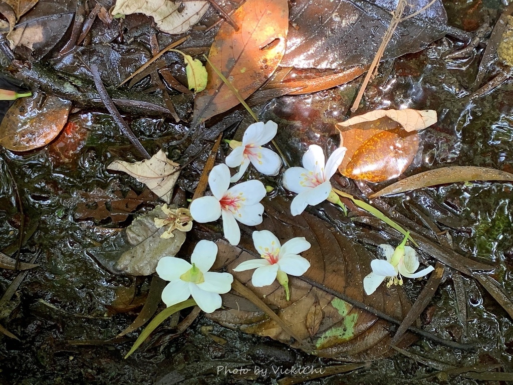 新北 上山追桐花好所在 土城桐花公園桐花步道 三角吊橋 桃紅小姐的抖擻生活 痞客邦