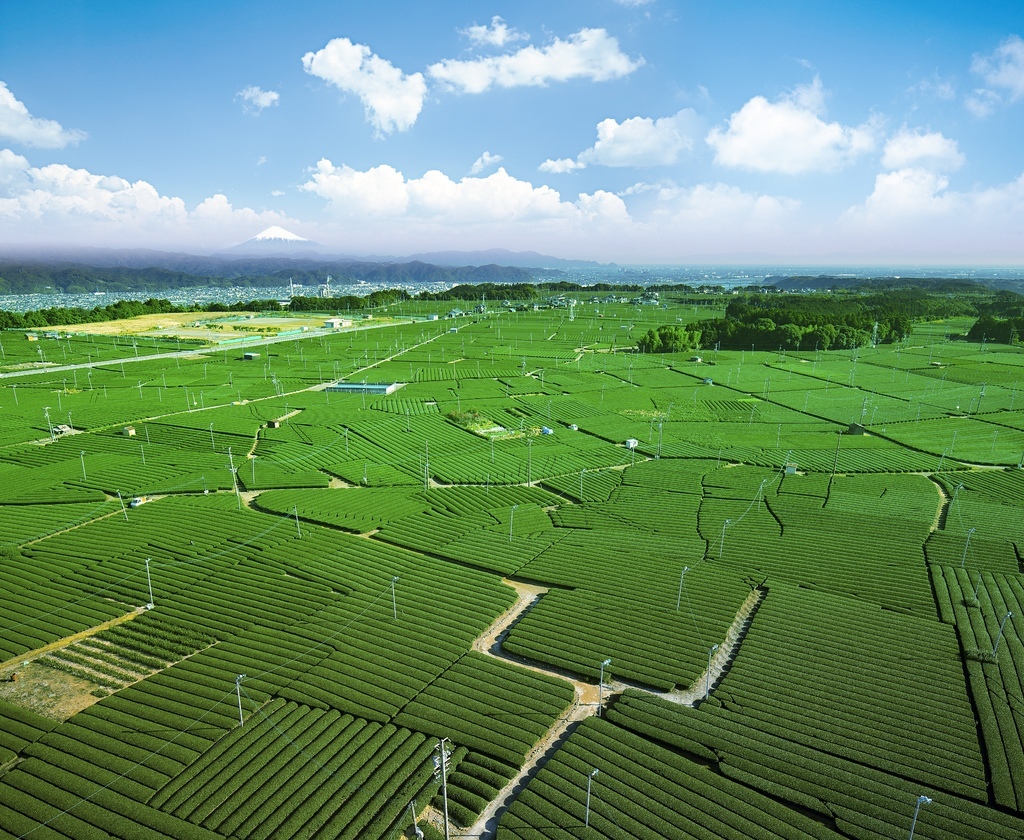 /tmp/php8JnQnE /tmp/php8JnQnE