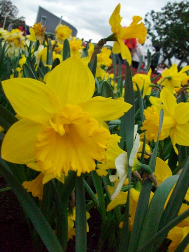 100_8703.JPG 100_8703.JPG