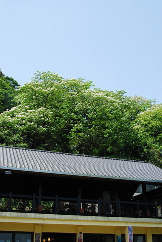 DSC_7050.jpg