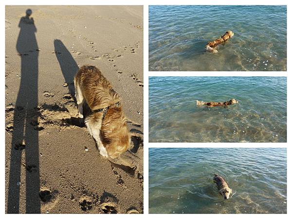 dog on beach.jpg