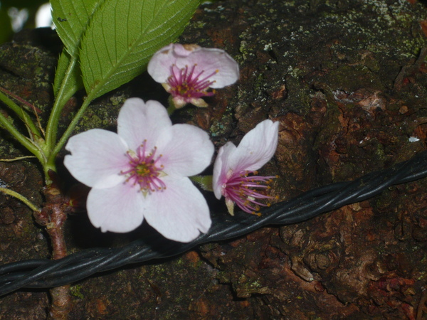 P1030206.JPG