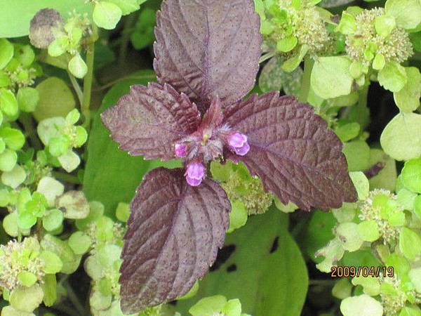 破屋頂的花果園 紫蘇花 Jpg 分你看 分你看 痞客邦