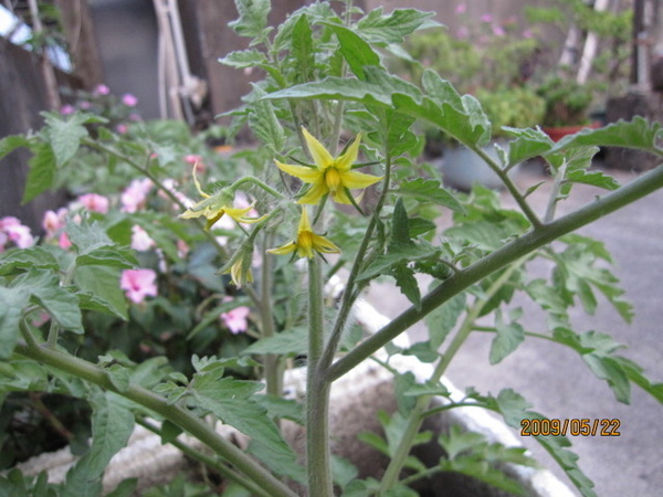 一號保麗龍開蕃茄花了.JPG