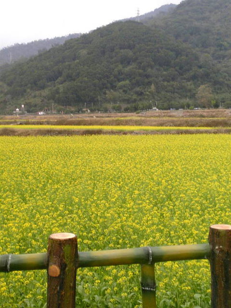 整片的花海