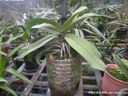 陽臺蝴蝶蘭種植方法 一珺媽咪的部落格 痞客邦