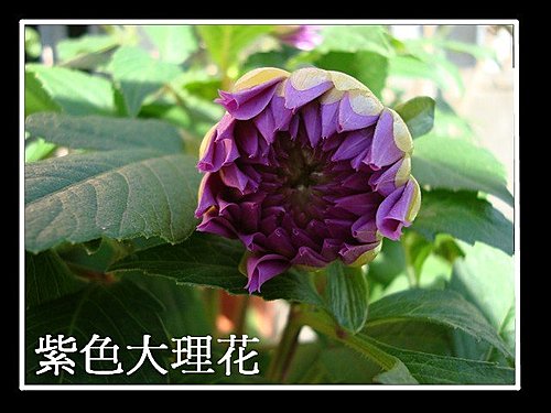 紫色大理花 一珺媽咪的部落格 痞客邦