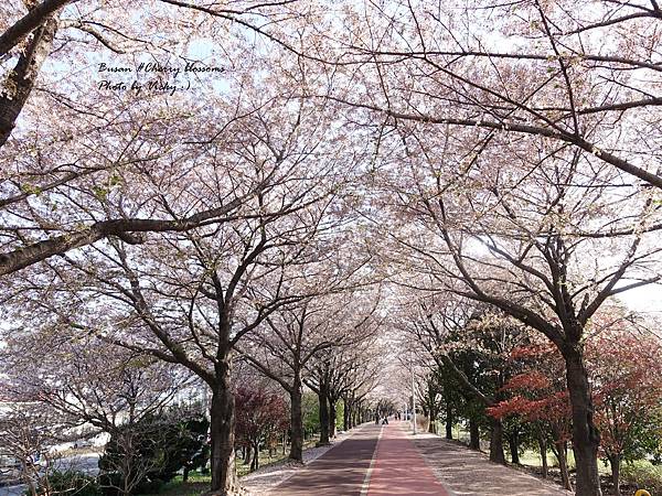 [韓國釜山] 釜山賞櫻地點推薦 ! 三樂生態公園 (三樂江邊