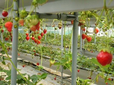 浦郡-草莓園