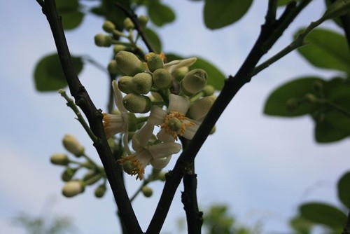 柚子花