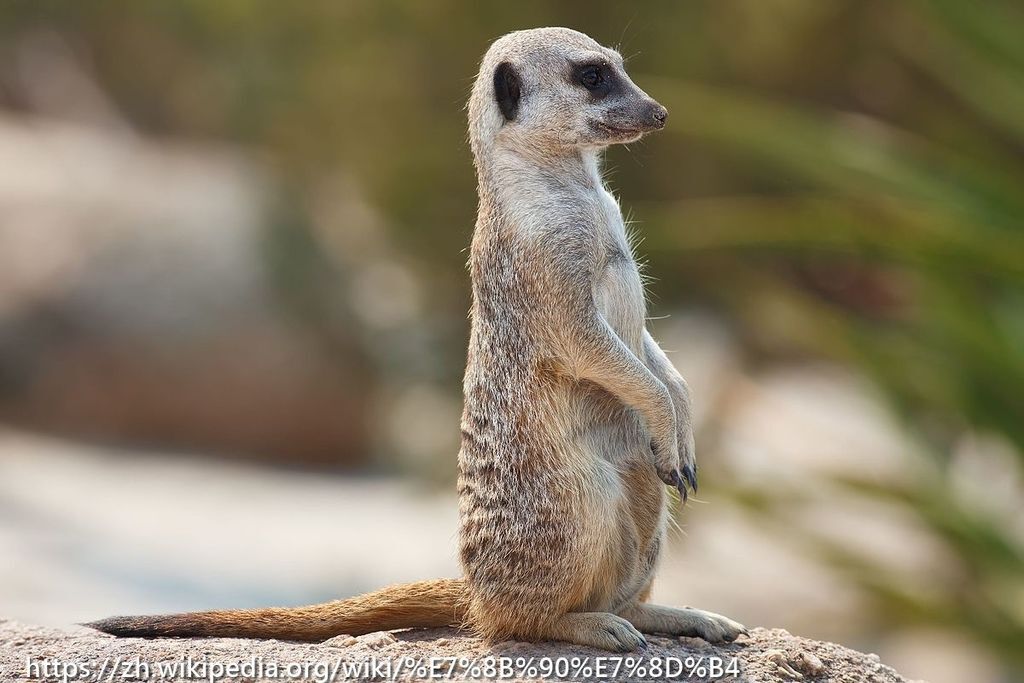 Meerkat_feb_09.jpg