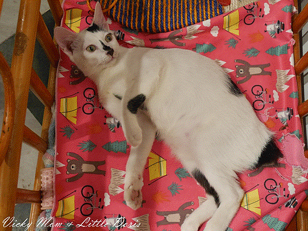 Webp.net-gifmaker (43).gif