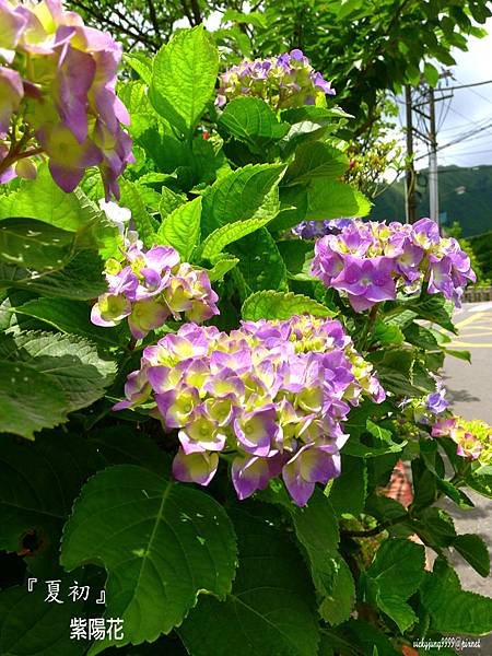 繡球花-4