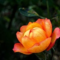 DSC05274.jpg