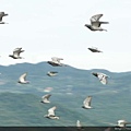 在悠靜的山中鴿群近距離飛過還聽得到翅膀拍動的聲音