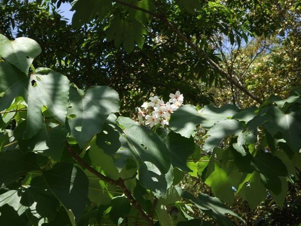 漂亮的桐花