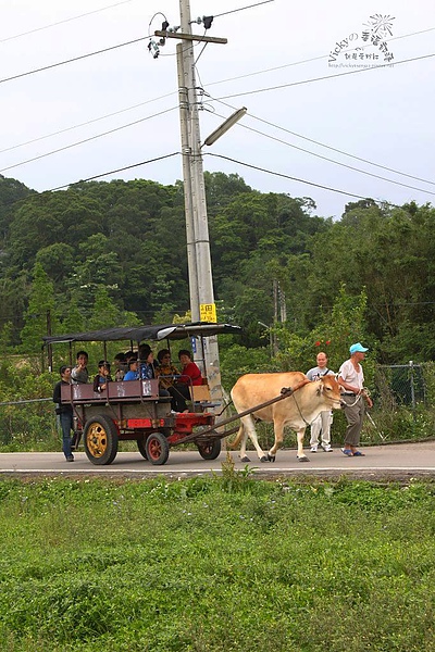 043.jpg-大家搭牛車粉開心哩~