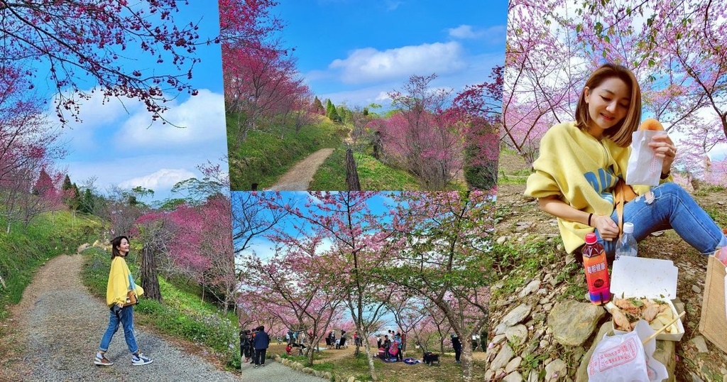 高雄,寶山二集團櫻花公園,河津櫻,櫻花季,賞櫻景點,野餐,原住民美食,櫻花,賞櫻